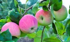 яблоня Мельба