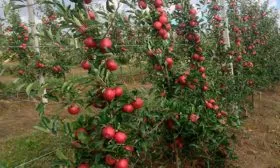 Яблоня Московское ожерелье