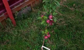 Яблоня Московское ожерелье деревце