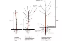 Яблоня Московское ожерелье обрезка