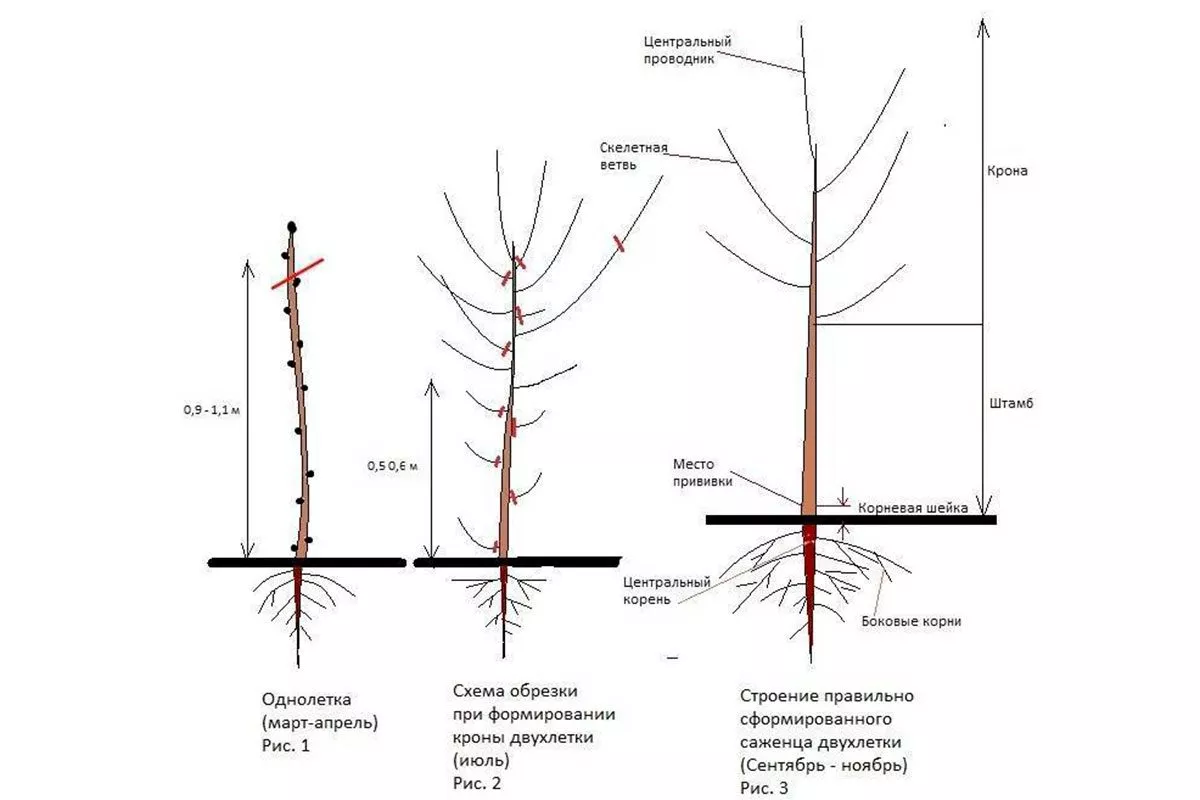 Яблоня Московское ожерелье обрезка и формировка