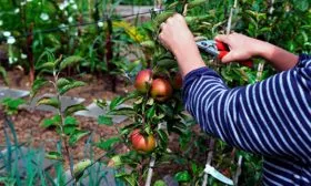 Яблоня Московское ожерелье обрезка яблони