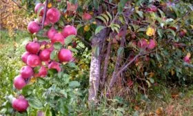 Яблоня Московское ожерелье описание