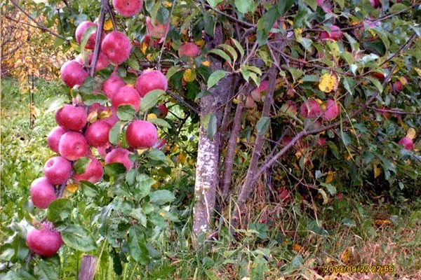 Яблоня Московское ожерелье описание