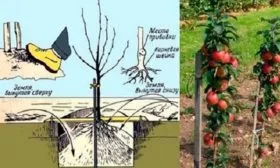 Яблоня Московское ожерелье посадка