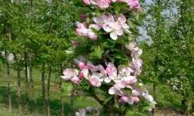 Яблоня Московское ожерелье цветение
