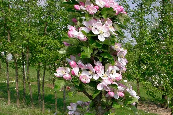 Яблоня Московское ожерелье цветение