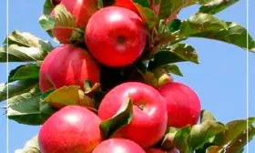 Яблоня Московское ожерелье урожайность