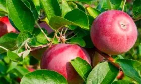 Яблоня Московское ожерелье вкус