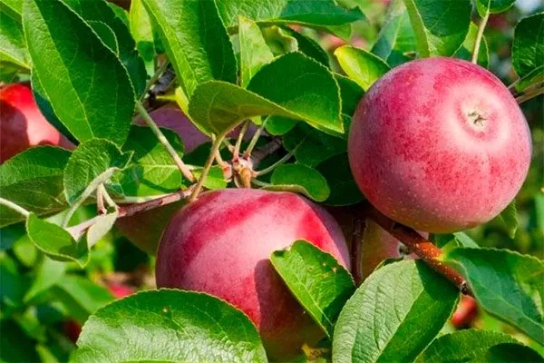 Яблоня Московское ожерелье вкус