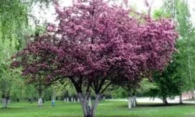 яблоня Недзвецкого