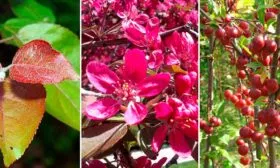 Яблоня Недзвецкого