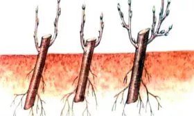 Яблоня Недзвецкого черенкование