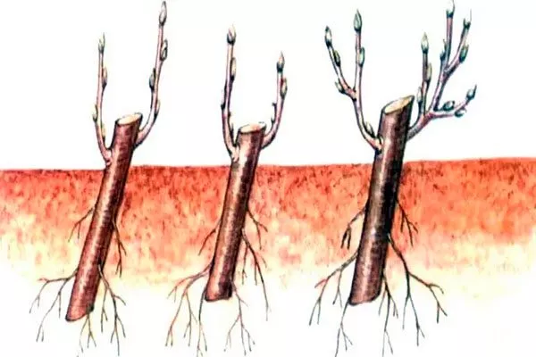 Яблоня Недзвецкого черенкование