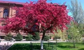 Яблоня Недзвецкого дерево