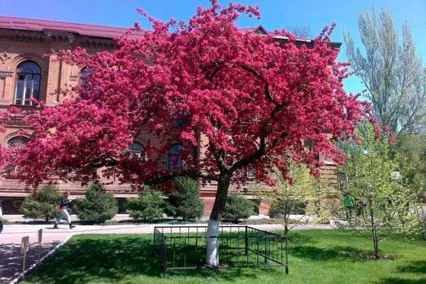 Яблоня Недзвецкого дерево