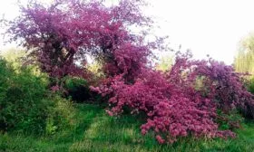 Яблоня Недзвецкого дикорастущая