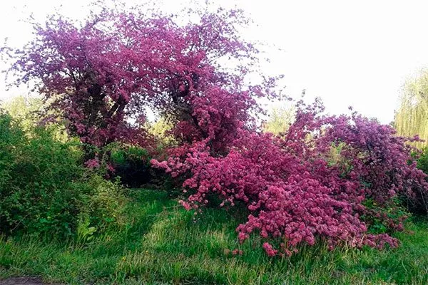 Яблоня Недзвецкого дикорастущая