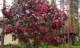 Яблоня Недзвецкого краснолистная