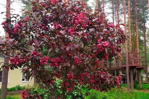 Яблоня Недзвецкого краснолистная