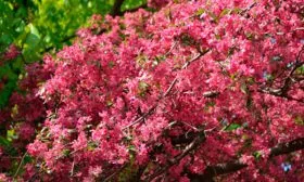 Яблоня Недзвецкого крона