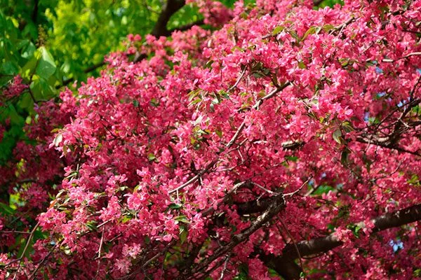 Яблоня Недзвецкого крона