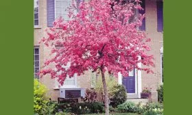 Яблоня Недзвецкого на штамбе