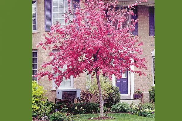 Яблоня Недзвецкого на штамбе