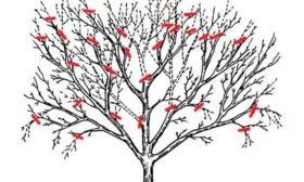 Яблоня Недзвецкого обрезка