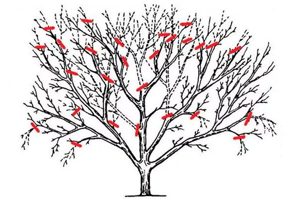 Яблоня Недзвецкого обрезка