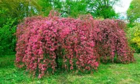 Яблоня Недзвецкого плакучая