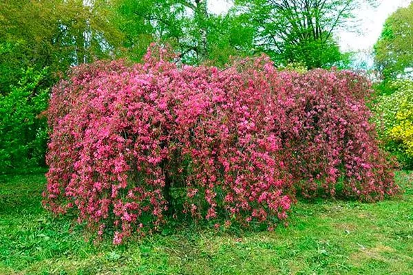 Яблоня Недзвецкого плакучая