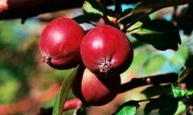 Яблоня Недзвецкого плоды