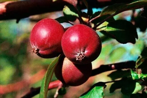 Яблоня Недзвецкого плоды
