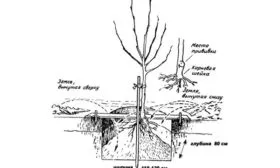 Яблоня Недзвецкого посадка саженца