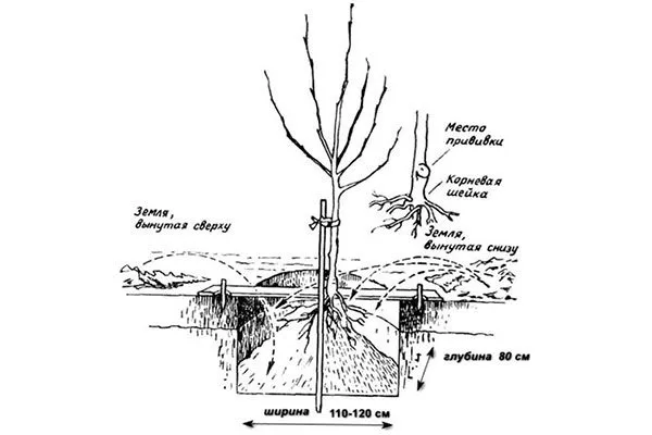 Яблоня Недзвецкого посадка саженца