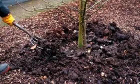 Яблоня Недзвецкого приствольный круг