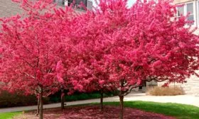 Яблоня Недзвецкого роялти