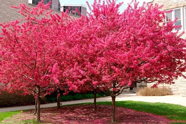 Яблоня Недзвецкого роялти