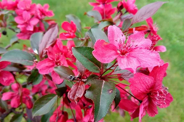 Яблоня Недзвецкого с цветами