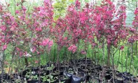 Яблоня Недзвецкого саженцы