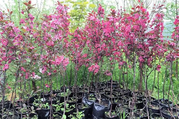 Яблоня Недзвецкого саженцы