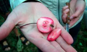 Яблоня Недзвецкого вкус