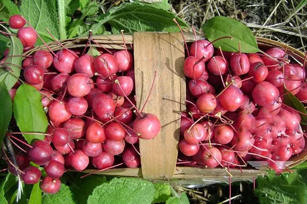 Яблоня Недзвецкого вкус и урожай