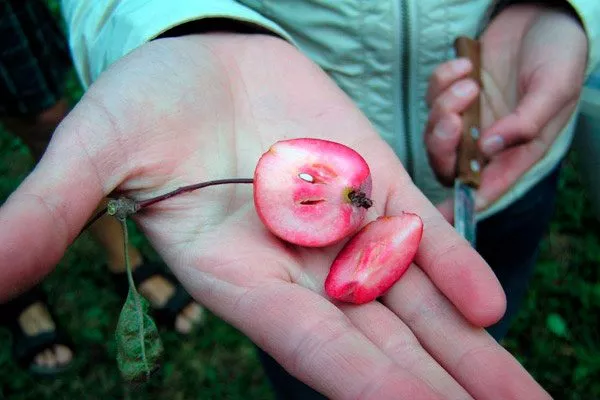 Яблоня Недзвецкого вкус