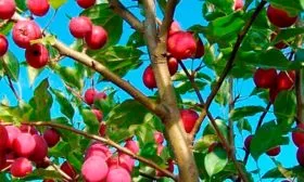 Яблоня Недзвецкого яблочки