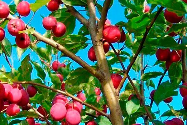 Яблоня Недзвецкого яблочки