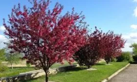 яблоня Ола краснолистная