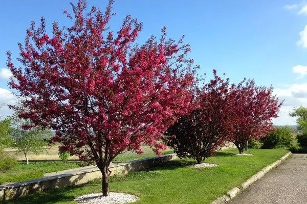 яблоня Ола краснолистная