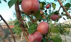 яблоня Орлик дерево